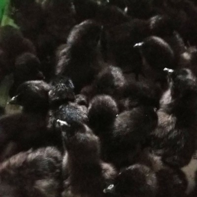 小鸡苗厂家批发黑鸡幼苗 产绿壳蛋五黑鸡 脱温五黑鸡小鸡幼苗图4