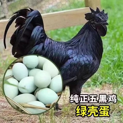 纯种五黑鸡活体幼苗 成年五黑鸡 五黑鸡小鸡幼苗 五黑鸡种蛋图3