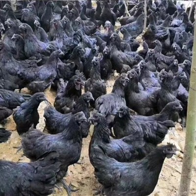 纯种散养五黑鸡活苗幼苗 现货零售批发五黑鸡苗包活包邮到家图3