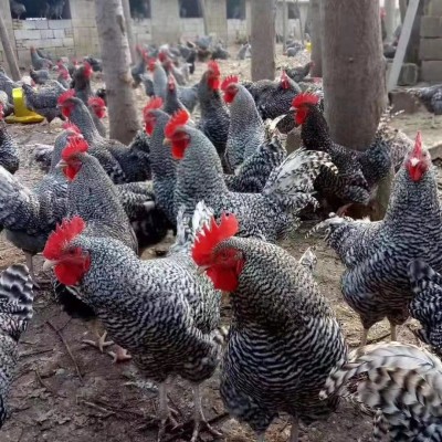 出售纯种芦花鸡苗幼苗土鸡产蛋多绿皮蛋鸡半斤活体批发价格图4