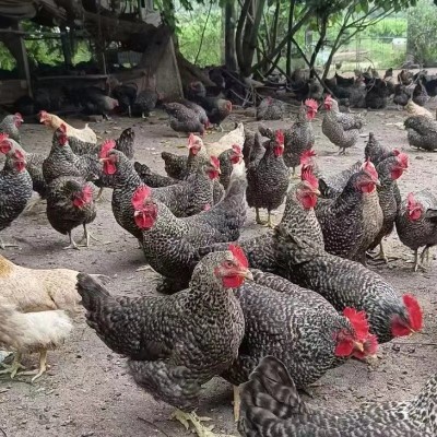 出售纯种芦花鸡苗幼苗土鸡产蛋多绿皮蛋鸡半斤活体批发价格图2