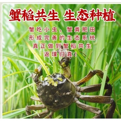 官方追溯五常置田国米5kg田稻花香10斤新米东北黑龙江五常特产图3