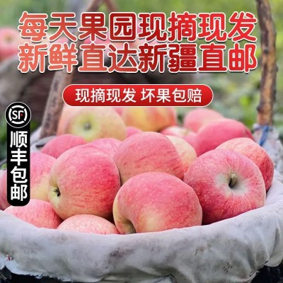 正宗新疆阿克苏早熟红富士苹果应季新鲜水果冰糖心早期丑苹果整箱图5
