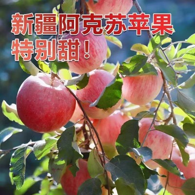正宗新疆阿克苏早熟红富士苹果应季新鲜水果冰糖心早期丑苹果整箱图4