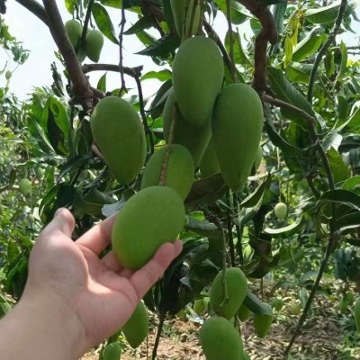 广西百色新鲜芒果小台芒热带水果台农芒果现摘现发代发跨境批发图3