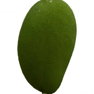 广西百色新鲜芒果小台芒热带水果台农芒果现摘现发代发跨境批发图4