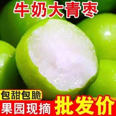 牛奶大青枣新鲜苹果枣现摘现发贵妃枣蜜枣新鲜水果图3