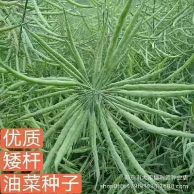 超级油王油菜种子榨油专用原装正品矮杆耐寒正宗特早油菜籽抗倒伏图4