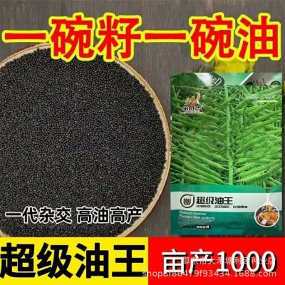 超级油王油菜种子榨油专用原装正品矮杆耐寒正宗特早油菜籽抗倒伏图2