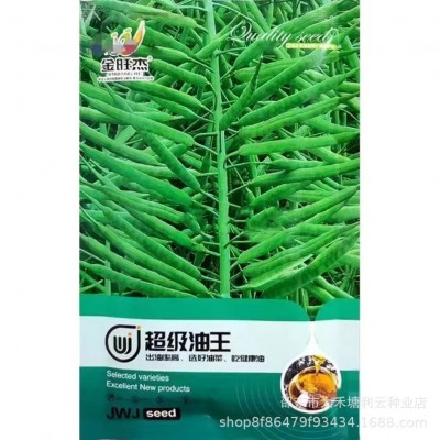 超级油王油菜种子榨油专用原装正品矮杆耐寒正宗特早油菜籽抗倒伏图5