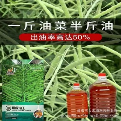 超级油王油菜种子榨油专用原装正品矮杆耐寒正宗特早油菜籽抗倒伏图3