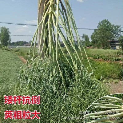 中天油高产油菜种子耐寒矮杆抗倒伏中熟甘蓝型杂交油菜种籽榨油图2