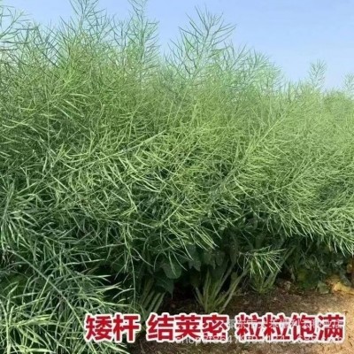 中天油高产油菜种子耐寒矮杆抗倒伏中熟甘蓝型杂交油菜种籽榨油图3