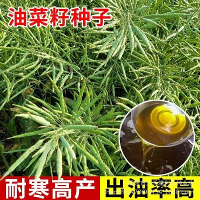 中天油高产油菜种子耐寒矮杆抗倒伏中熟甘蓝型杂交油菜种籽榨油图4