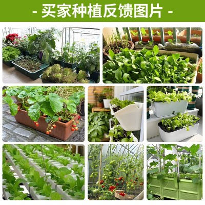 厂家批发代发快速耐抽苔四季种植紫甘蓝包菜菜种子耐热耐寒蔬菜图4