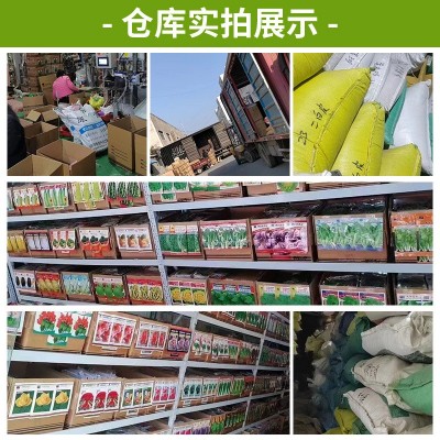 厂家批发代发快速耐抽苔四季种植紫甘蓝包菜菜种子耐热耐寒蔬菜图5