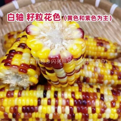沣彩糯1号玉米种子早熟五彩甜糯花玉米非转基因庭院田园四季种植图5