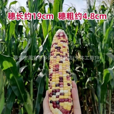沣彩糯1号玉米种子早熟五彩甜糯花玉米非转基因庭院田园四季种植图2