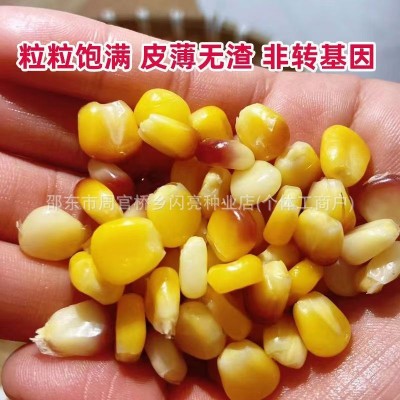 沣彩糯1号玉米种子早熟五彩甜糯花玉米非转基因庭院田园四季种植图3