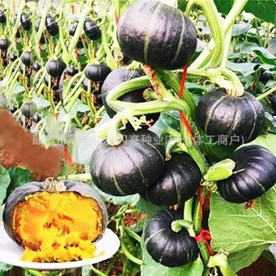 思念的味道南瓜种子粉糯香甜迷你南瓜早熟农家优质蔬菜种子大全图3