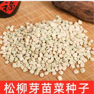 批发水培芽苗菜种子大叶绿玉豌豆土培豌豆尖种图5