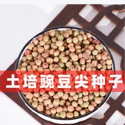 批发水培芽苗菜种子大叶绿玉豌豆土培豌豆尖种图2