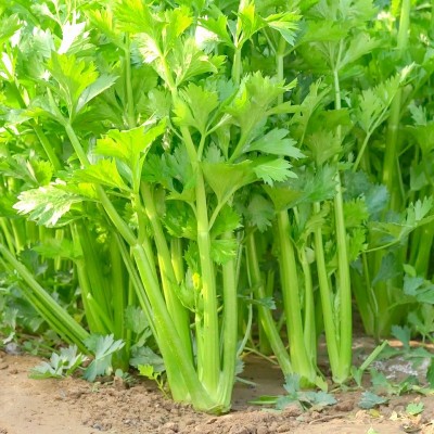 散装西芹种子 农田菜地蔬菜种植大颗纤维少 脆嫩芹菜籽图4