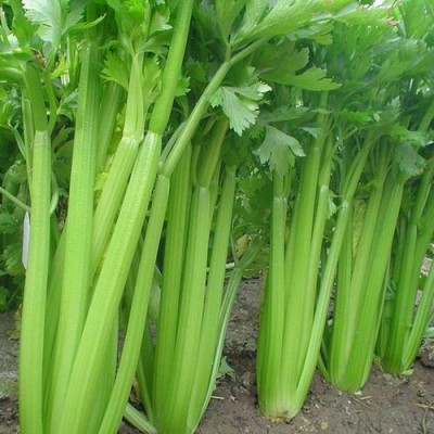 散装西芹种子 农田菜地蔬菜种植大颗纤维少 脆嫩芹菜籽图3