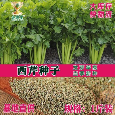 散装西芹种子 农田菜地蔬菜种植大颗纤维少 脆嫩芹菜籽图2