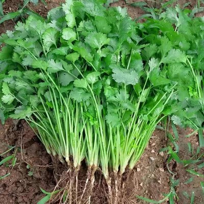 散装香菜种子 农田菜地盆栽四季蔬菜芫荽香菜籽香味浓郁图2