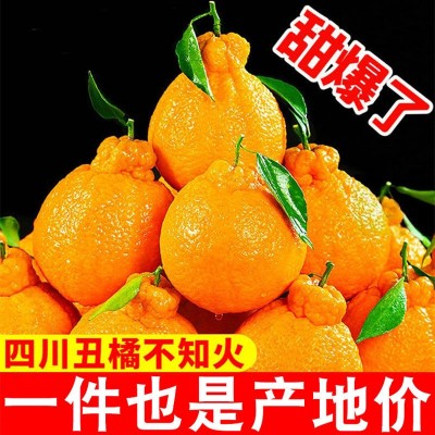 正宗不知火丑桔耙耙柑丑橘新鲜应季水果批发价一整箱包邮四川柑橘图2