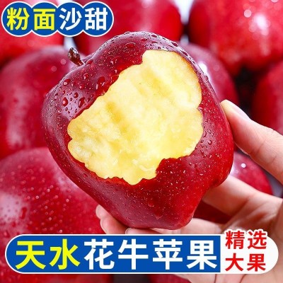 【超低价】甘肃天水花牛苹果可刮泥粉面蛇果辅食水果新鲜10斤装图4