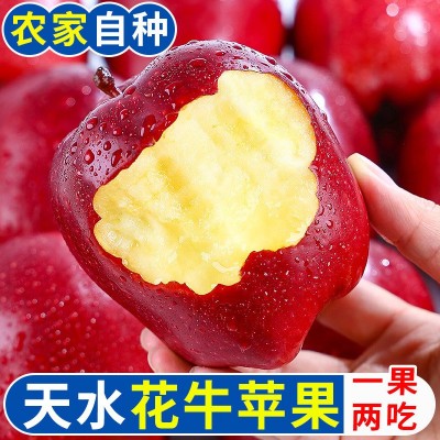 【超低价】甘肃天水花牛苹果可刮泥粉面蛇果辅食水果新鲜10斤装图2
