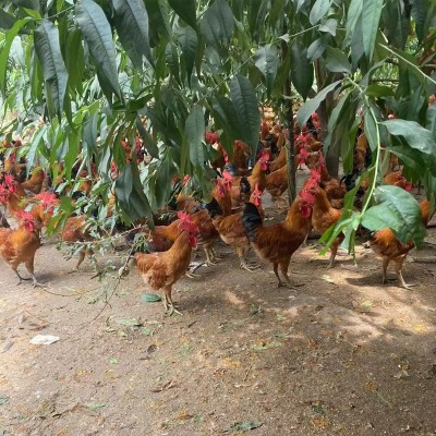 散养土鸡温州麻鸡大荆鸡整鸡现发新鲜黑脚鸡公鸡正宗农家土鸡图3