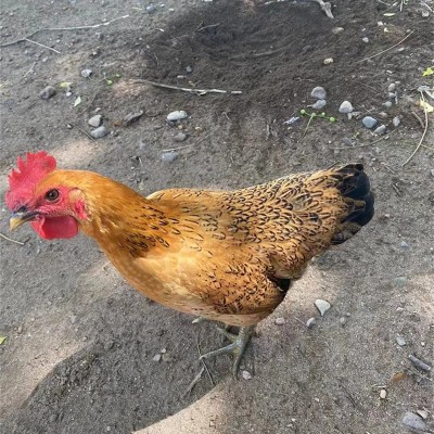 土鸡农家散养麻鸡山林散养现杀新鲜老母鸡整只原生态山林放养土鸡图3