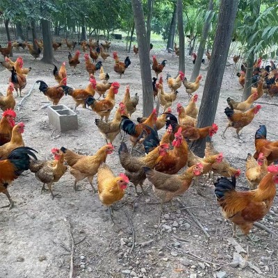 土鸡农家散养麻鸡山林散养现杀新鲜老母鸡整只原生态山林放养土鸡图2