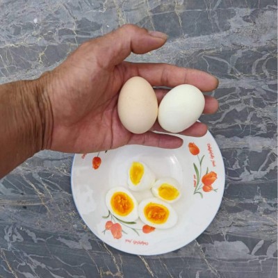 皖南土鸡蛋农家散养鸡蛋月子蛋辅食蛋现捡新鲜鸡蛋谷物蛋批发图3