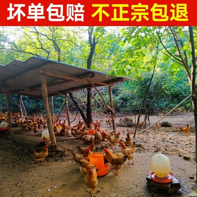 母鸡初生蛋皖南土鸡蛋五谷喂养走地鸡蛋新鲜散养谷物蛋现捡速发图2