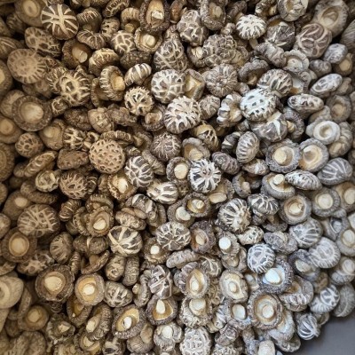 白花菇厚肉干货农特产香菇蘑菇源头厂家批发1000g天白花菇图2