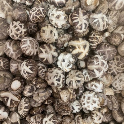 白花菇厚肉干货农特产香菇蘑菇源头厂家批发1000g天白花菇图4