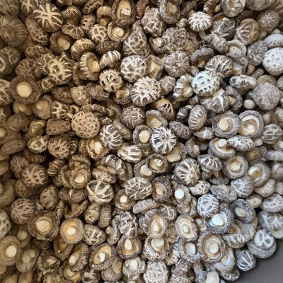 白花菇厚肉干货农特产香菇蘑菇源头厂家批发1000g天白花菇