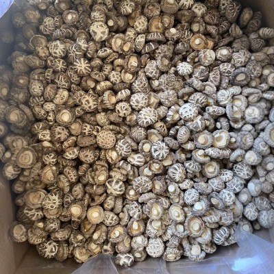 白花菇厚肉干货农特产香菇蘑菇源头厂家批发1000g天白花菇图3