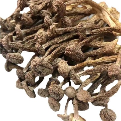 厂家直销古田鹿茸菇干货散装餐饮食材脆脆菇多种规格鹿茸菌批发图5