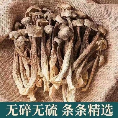厂家直销古田鹿茸菇干货散装餐饮食材脆脆菇多种规格鹿茸菌批发图2
