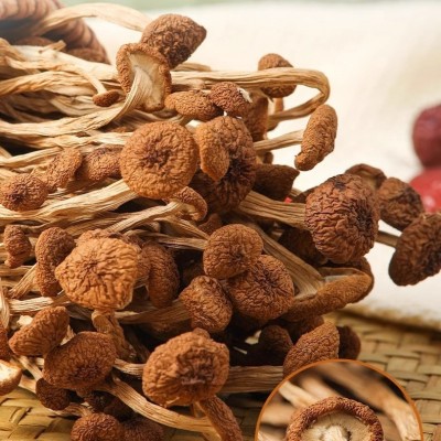 茶树菇干货菌菇新货茶树菌新鲜非野生脆嫩无硫煲汤食材厂家批发图2