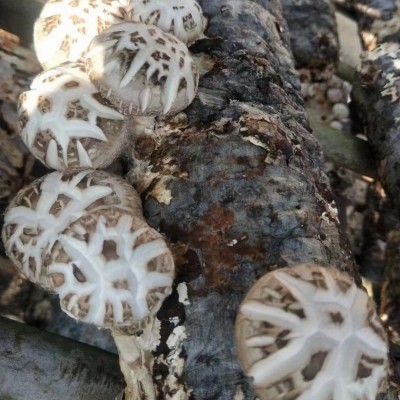 随州特产天白大花菇干货批发 白花菇 香菇干散装产地直发出口货源图3