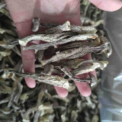 食用菌干货农产品整箱批发鹿茸菌中粗小条鹿茸菇脆脆菇一件代发图2
