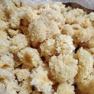 厂家直供古田仿椴木珍珠小银耳散装批发银耳干货白木耳雪耳丑糯耳图3
