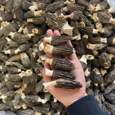 羊肚菌干货云南羊肚菌原产地整箱500g头茬羊肚菌干货大量批发代发图4