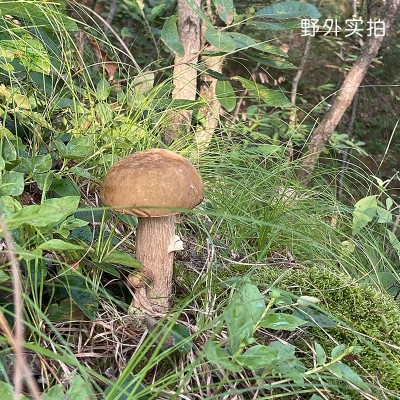 福建牛肝菌干货美味牛肝菌菇鸡食用野生蘑菇煲汤材料图5